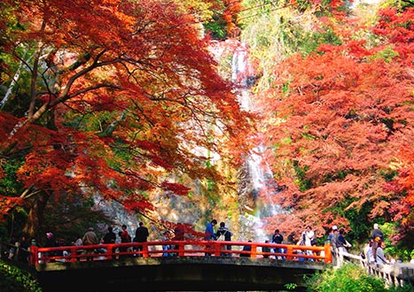 秋の風物詩　紅葉の名所『箕面の滝』で季節を愉しもう！
