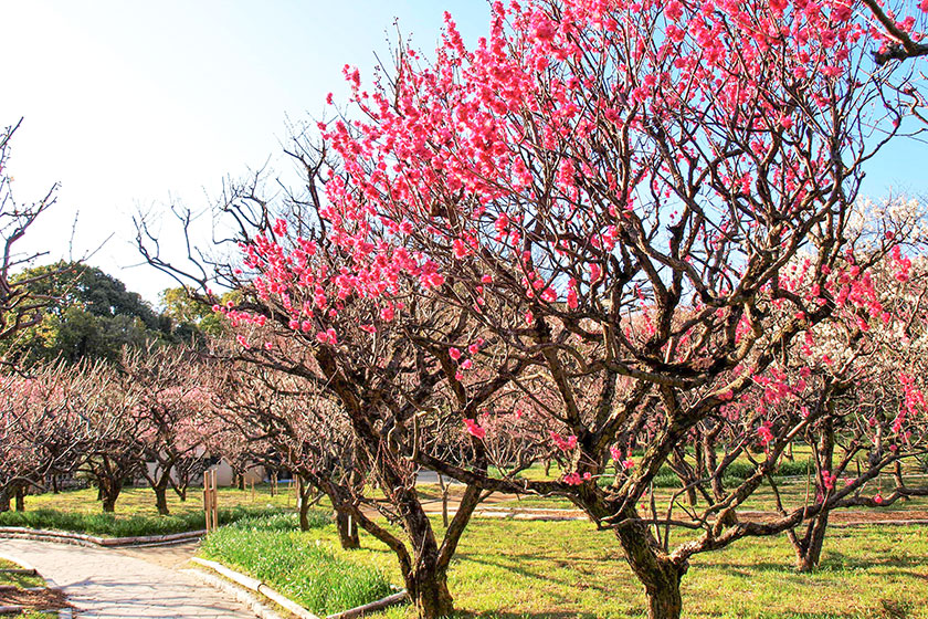 春の訪れを感じて♪「万博記念公園梅まつり」をとことん楽しむ！