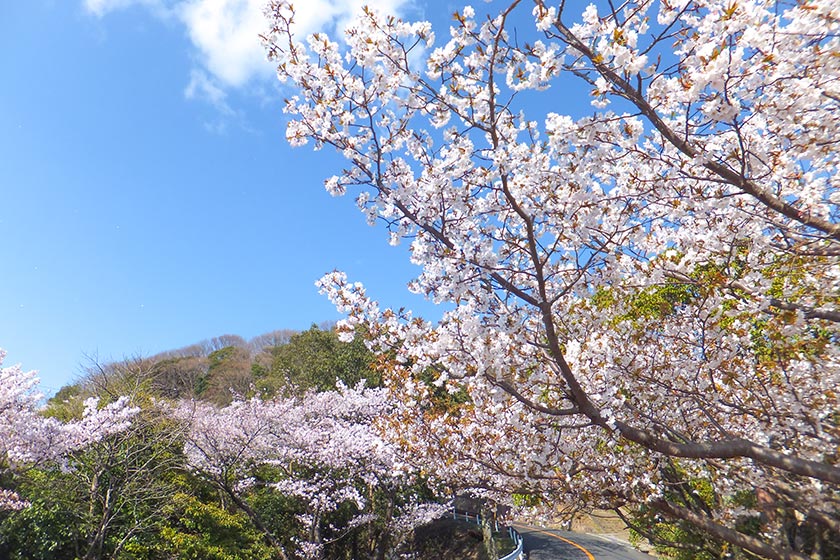 五月山桜